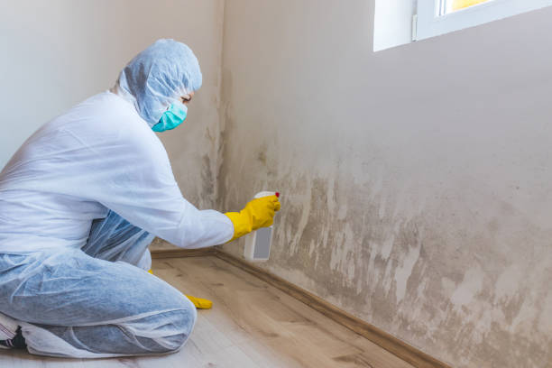 Licensed Black Mold Remediation service in Keller, TX - Car Mold Remediation
