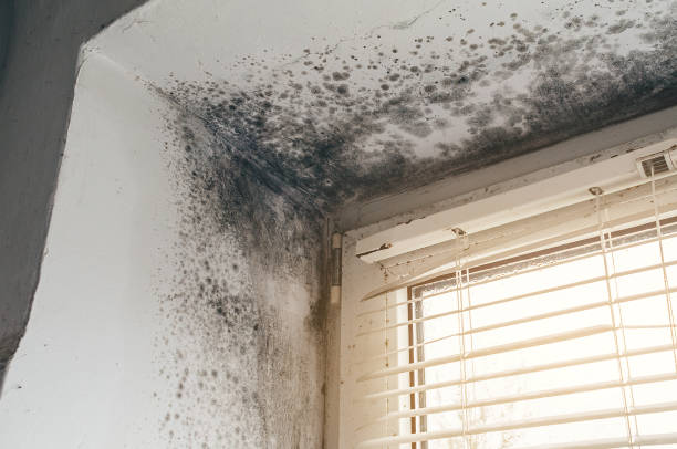Affordable Black Mold Remediation solutions in Keller, TX